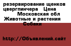 резервирование щенков цвергпинчера › Цена ­ 20 000 - Московская обл. Животные и растения » Собаки   